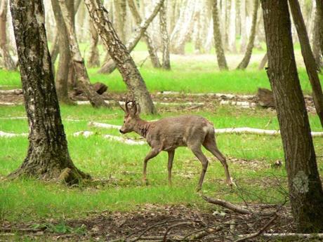 La France - La Sologne - 1