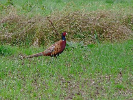 La France - La Sologne - 1