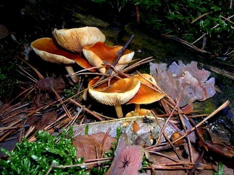 La France - La Sologne - 1