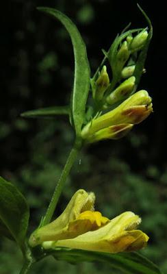 Mélampyre des prés (Melampyrum pratense)