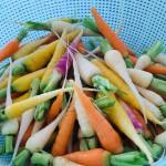 RESTO : BRUT ou le bien-être dans votre assiette ! (Bruxelles) RESTO : BRUT ou le bien-être dans votre assiette ! (Bruxelles)