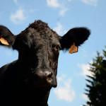 RESTO : BRUT ou le bien-être dans votre assiette ! (Bruxelles) RESTO : BRUT ou le bien-être dans votre assiette ! (Bruxelles)