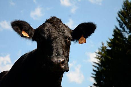 RESTO : BRUT ou le bien-être dans votre assiette ! (Bruxelles) RESTO : BRUT ou le bien-être dans votre assiette ! (Bruxelles)