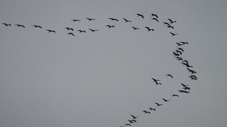 L’impatiente attente du printemps