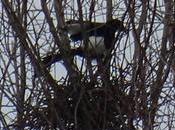 L’impatiente attente printemps