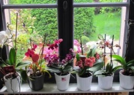 Comment faire refleurir une orchidée ?