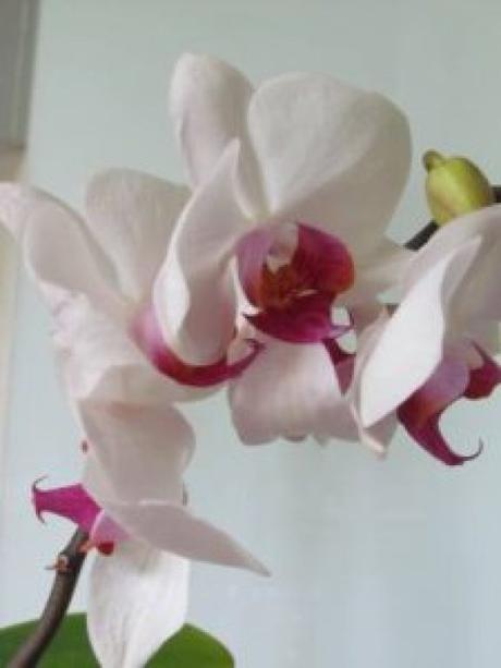 Comment faire refleurir une orchidée ?