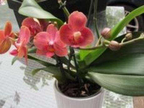Comment faire refleurir une orchidée ?