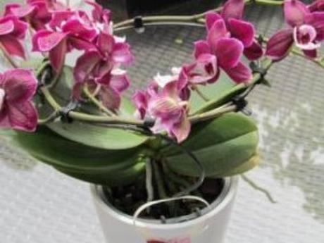 Comment faire refleurir une orchidée ?