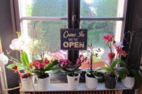Comment faire refleurir une orchidée ?