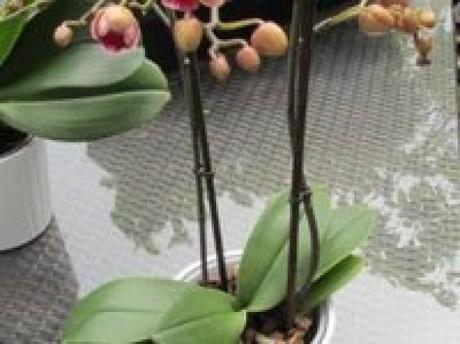 Comment faire refleurir une orchidée ?