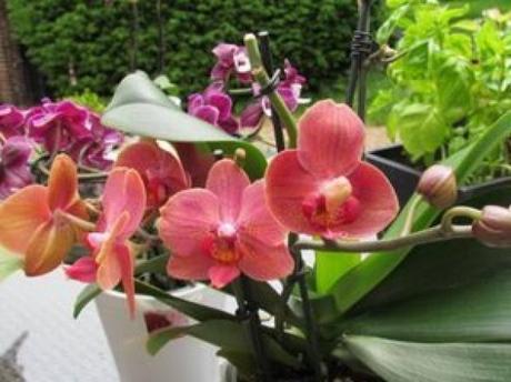 Comment faire refleurir une orchidée ?