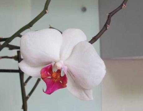 Comment faire refleurir une orchidée ?