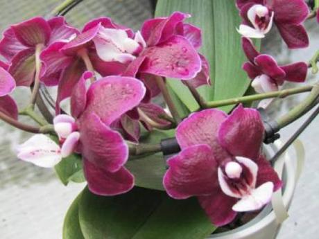 Ma petite dernière offerte par ma chérie d'amour pour la fête des mères ! Merci ma princesse ;)