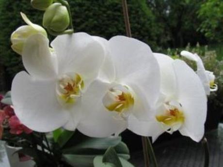 Comment faire refleurir une orchidée ?
