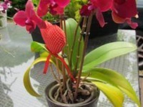 Comment faire refleurir une orchidée ?