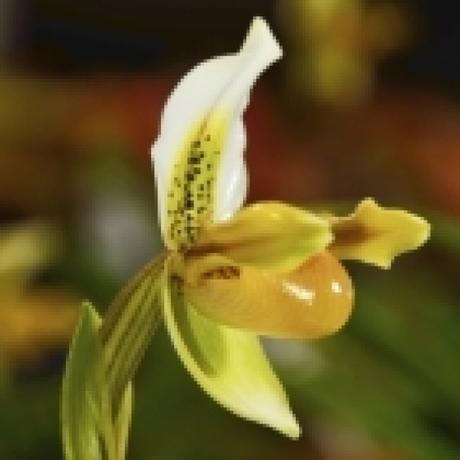 Orchidées jardin des plantes Orchidées jardin des plantes