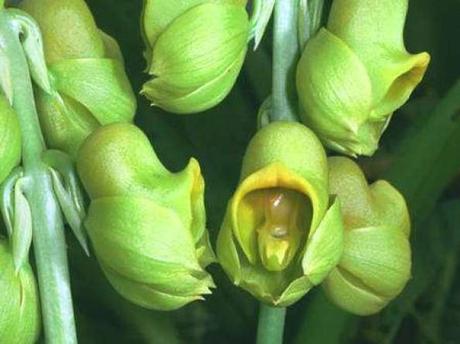 Catasetum planiceps. © Éric Hunt