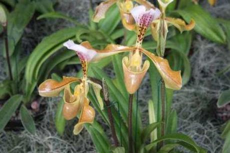 Paphiopedilun 'Albert Février'. © Michel Caron