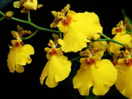 oncidium-aloha-detail