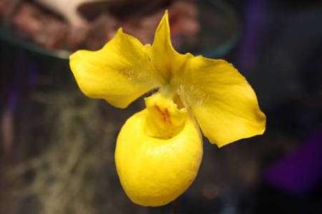 Pephiopedilum armeniacum. © Michel Caron