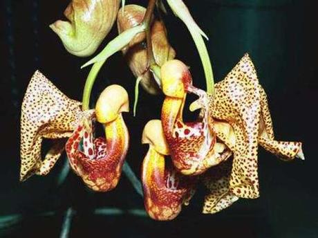 Coryanthes speciosa 'Won Hee'. © Éric Hunt