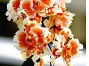 Orchidées fleurs