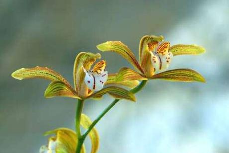 Cymbidium erythraeum 'Paradise'. © Éric Hunt