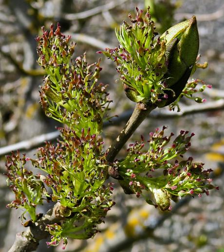 Frêne élevé (Fraxinus excelsior)