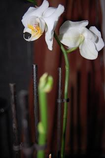Passion pour les orchidées…