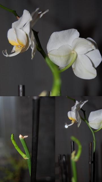 Passion pour les orchidées…