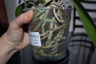 Passion pour les orchidées…