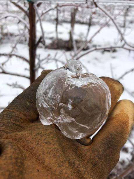 Froid polaire : des « pommes fantômes » transparentes dans le Michigan