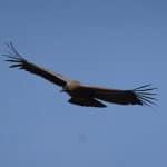 Mon itinéraire de 3 semaines au Pérou itinéraire de 3 semaines au Pérou condor