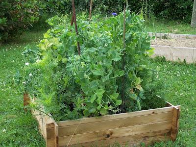 Des légumineuses pour accroître notre résilience au changement climatique