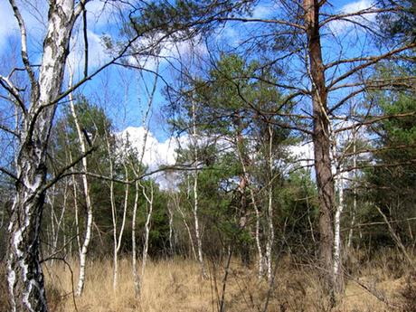 La France - La Sologne - 2