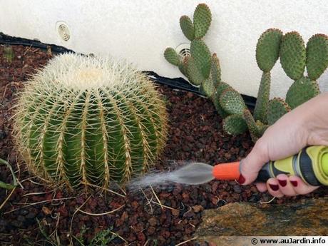 Cactus arrosage