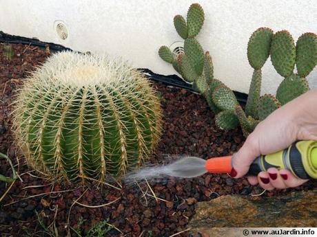 Cactus arrosage
