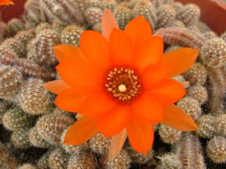 Queue de rat (Aporocactus flagelliformis), plante d'intérieur en pot