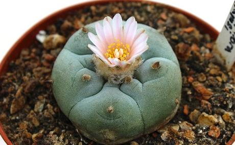 Peyotl (Lophophora williamsii), un cactus hallucinogène