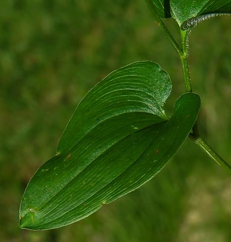 Maianthème à deux feuilles (Maianthemum bifolium)