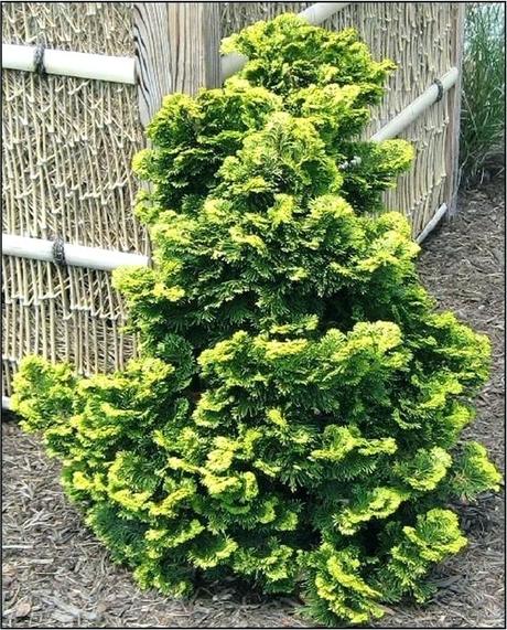 dwarf hinoki cypress dwarf cypress high wide very dwarf compact cypress with yellow foliage does not burn in sunlight grows in full sun to light golden dwarf hinoki cypress bonsai
