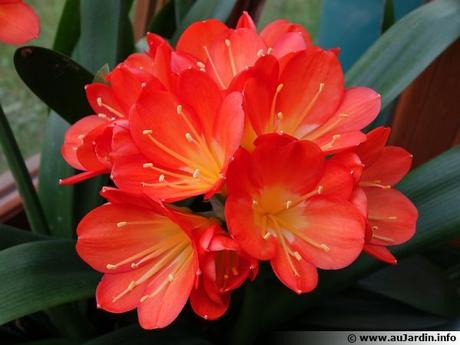 Ne vous privez de Clivia dont la floraison abondante est toujours très spectaculaire, en plus elle est facile de culture