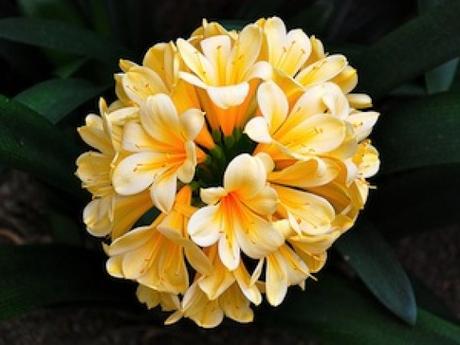 Clivia miniata 'Citrina'