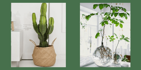 Plante intérieur design