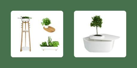 Plante intérieur design