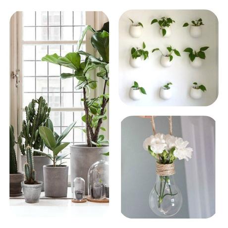 Plante intérieur design