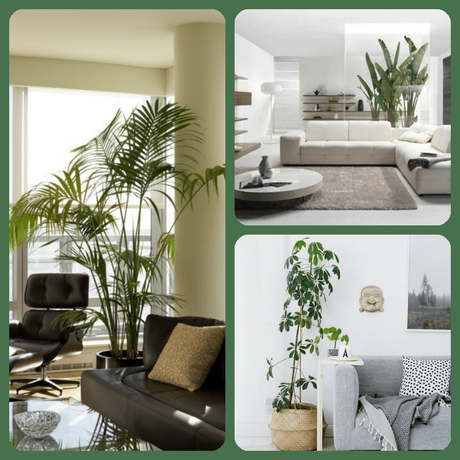 Plante intérieur design