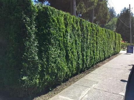 Les clôtures au jardin : naturelle ou artificielle ? Les clôtures au jardin : naturelle ou artificielle ?