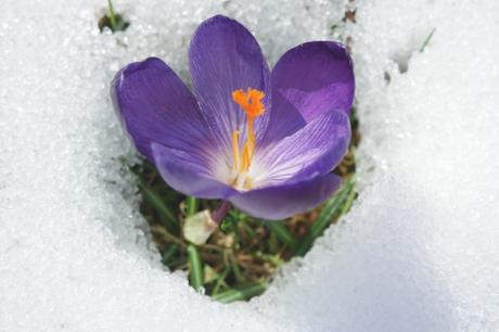 crocus,perce-neige,chauffage,poèmes du bois de chauffage,christian cottet-emard,éditions orage-lagune-express,droits réservés,blog littéraire de christian cottet-emard,textes apparentés poésie,carnet poétique,terre,neige,froid,pâquerette,campagne,jura,haut-jura